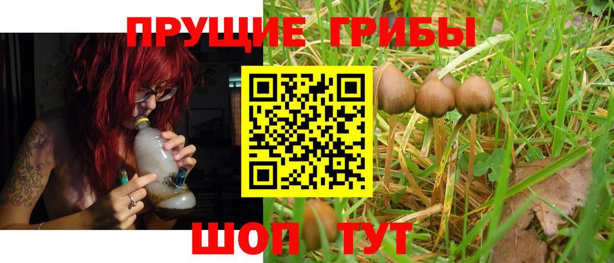 Галлюциногенные грибы Psilocybine cubensis Дятьково
